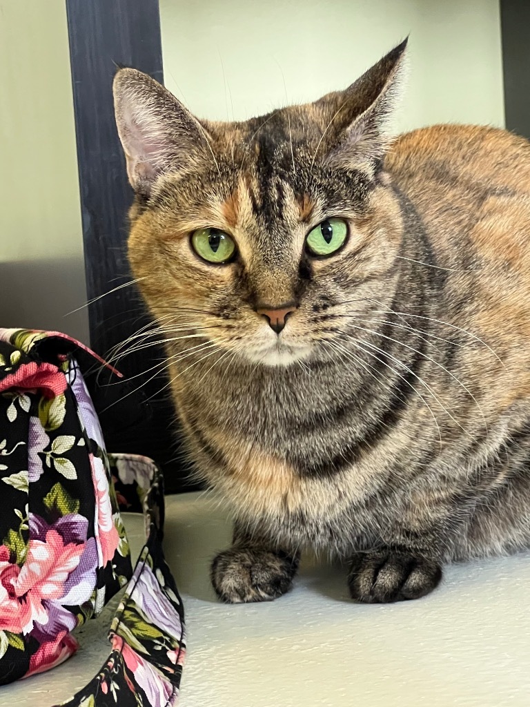 Joy, an adoptable Domestic Short Hair in Blountville, TN, 37617 | Photo Image 1