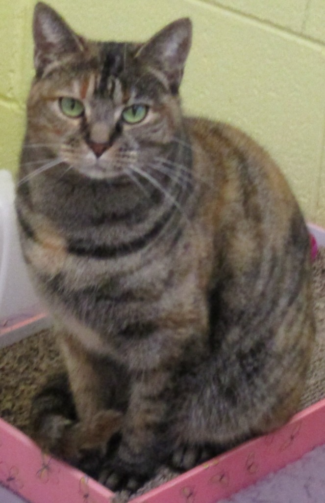 Joy, an adoptable Domestic Short Hair in Blountville, TN, 37617 | Photo Image 2