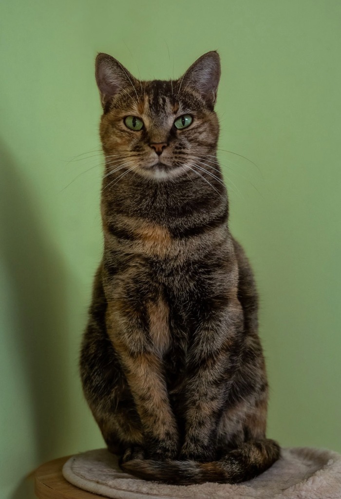 Joy, an adoptable Domestic Short Hair in Blountville, TN, 37617 | Photo Image 3