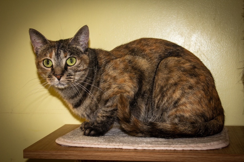 Joy, an adoptable Domestic Short Hair in Blountville, TN, 37617 | Photo Image 4