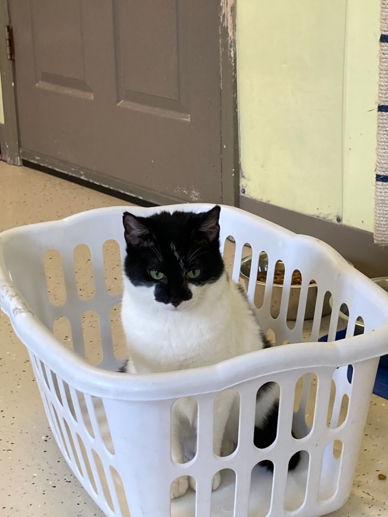 Mittens, an adoptable Domestic Short Hair in Blountville, TN, 37617 | Photo Image 4