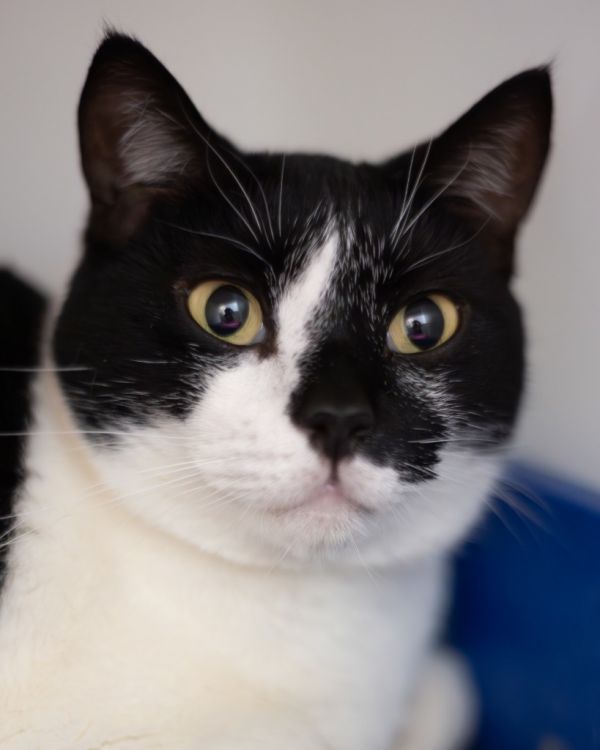 Kali