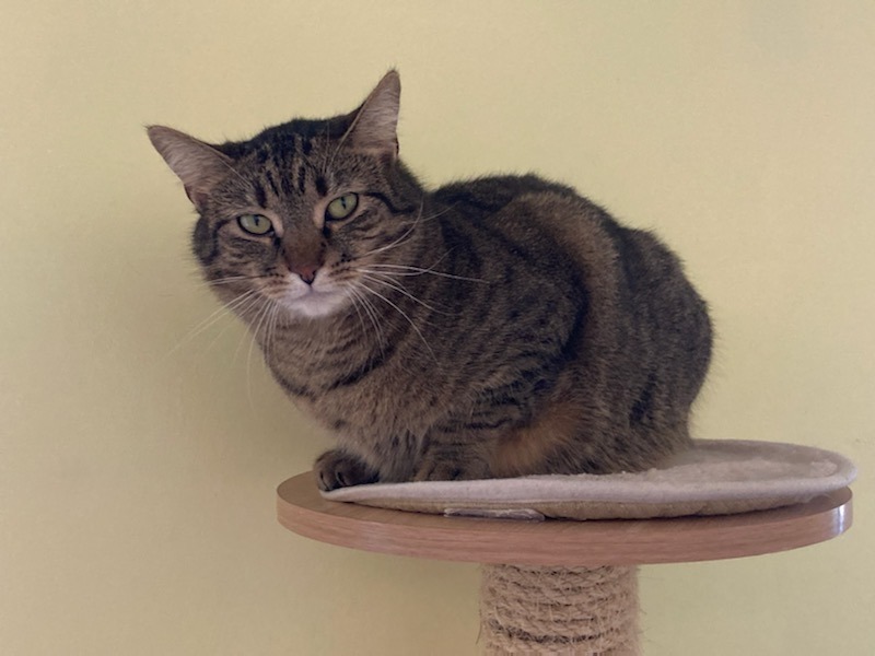 Selina, an adoptable Domestic Short Hair in Blountville, TN, 37617 | Photo Image 3