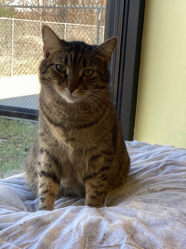 Selina, an adoptable Domestic Short Hair in Blountville, TN, 37617 | Photo Image 4