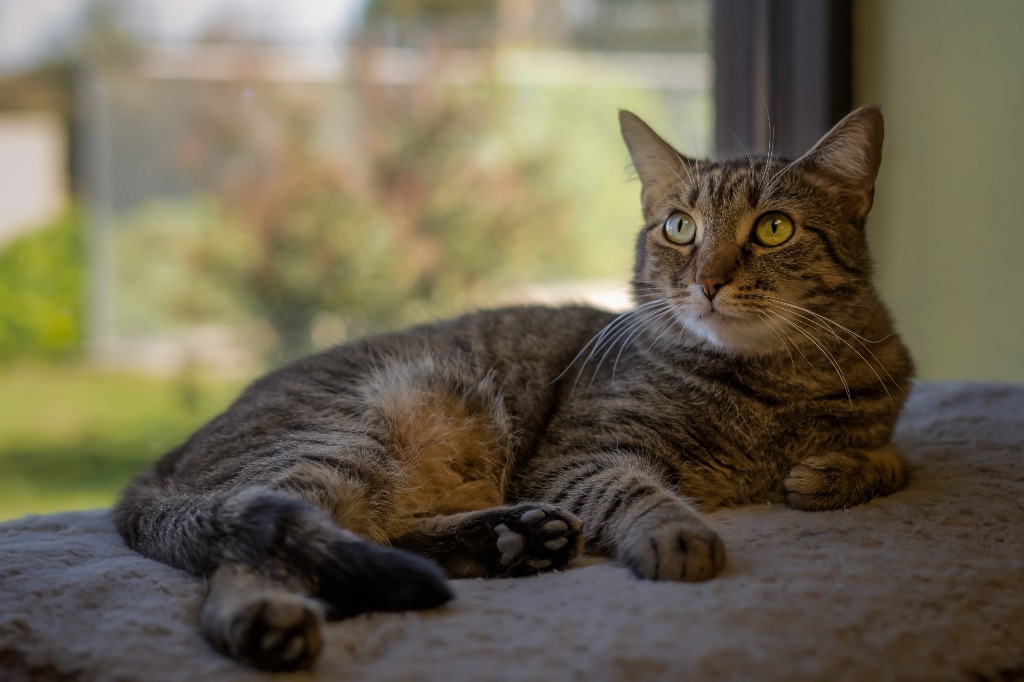 Selina, an adoptable Domestic Short Hair in Blountville, TN, 37617 | Photo Image 6