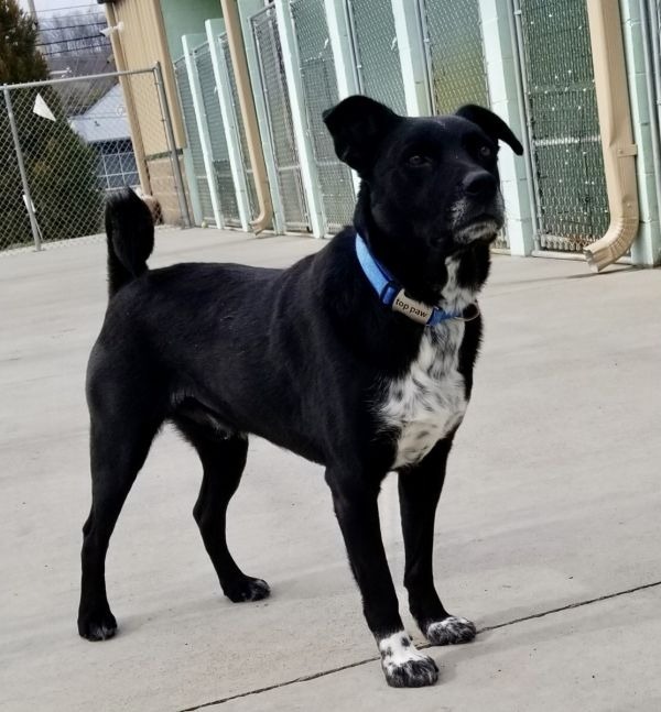 Ryder, an adoptable Shepherd, Labrador Retriever in Blountville, TN, 37617 | Photo Image 1