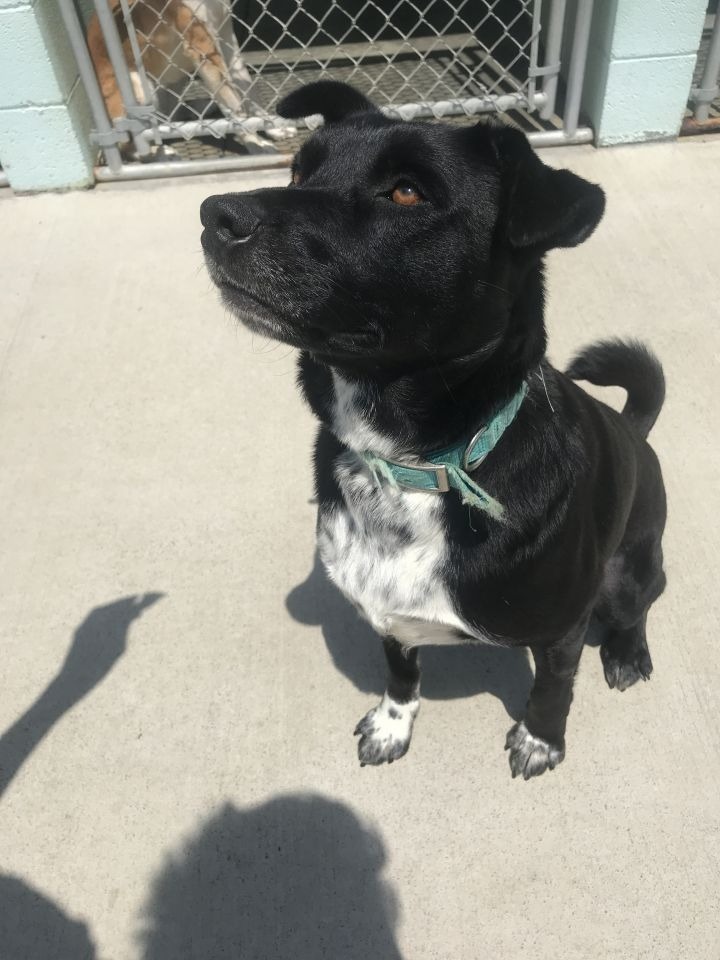 Ryder, an adoptable Shepherd, Labrador Retriever in Blountville, TN, 37617 | Photo Image 2