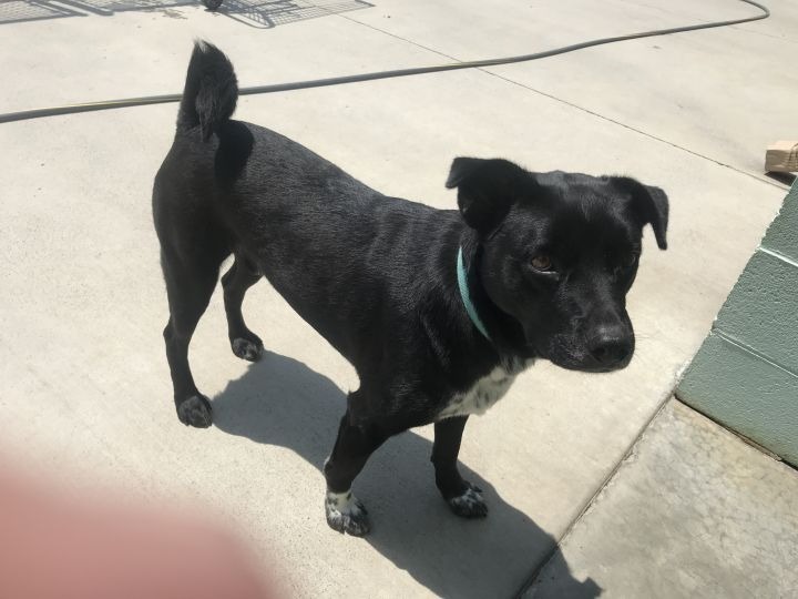 Ryder, an adoptable Shepherd, Labrador Retriever in Blountville, TN, 37617 | Photo Image 3