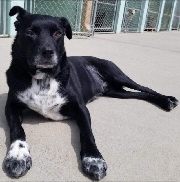 Ryder, an adoptable Shepherd, Labrador Retriever in Blountville, TN, 37617 | Photo Image 4