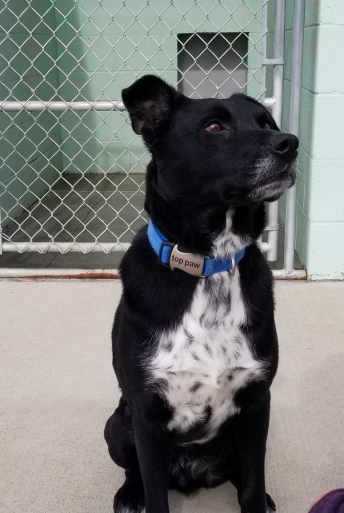 Ryder, an adoptable Shepherd, Labrador Retriever in Blountville, TN, 37617 | Photo Image 5