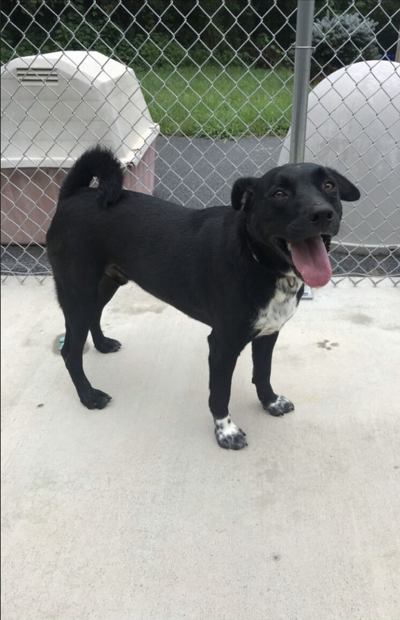 Ryder, an adoptable Shepherd, Labrador Retriever in Blountville, TN, 37617 | Photo Image 6