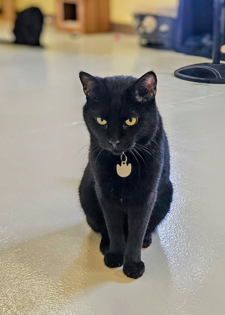 Bagheera, an adoptable Domestic Short Hair in Blountville, TN, 37617 | Photo Image 3