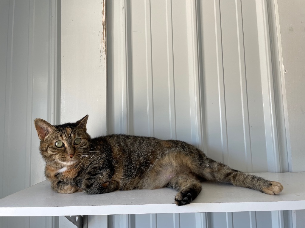 Narelle, an adoptable Domestic Short Hair in Hartford City, IN, 47348 | Photo Image 6