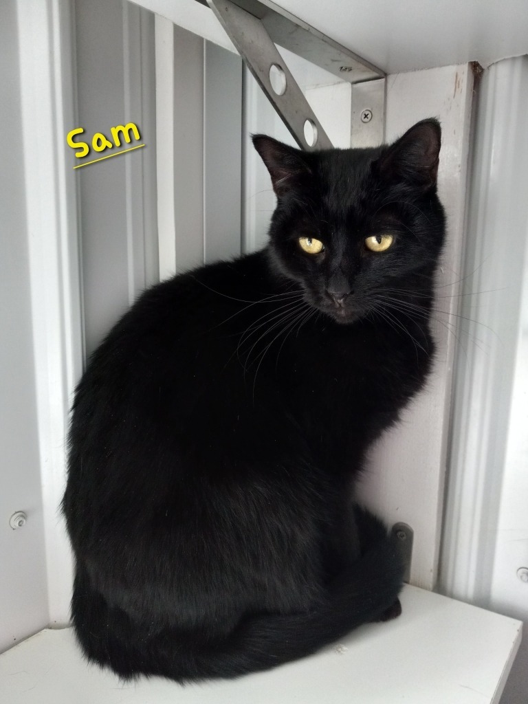 Sam, an adoptable Domestic Short Hair in Hartford City, IN, 47348 | Photo Image 1
