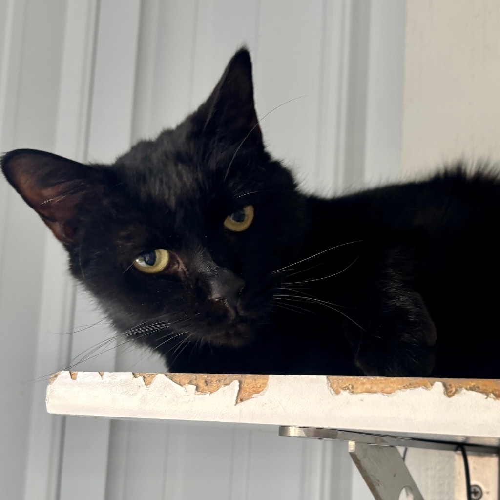 Sam