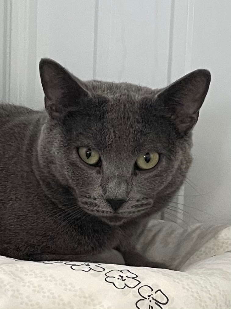 Fae, an adoptable Domestic Short Hair in Hartford City, IN, 47348 | Photo Image 5