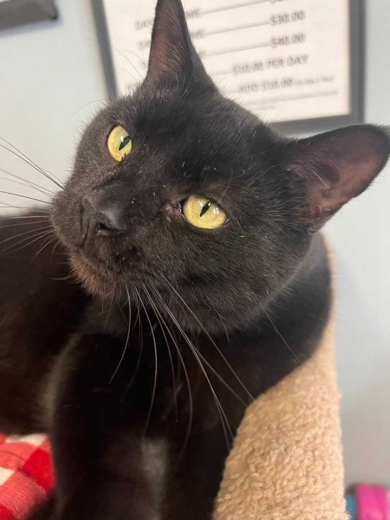 Polar, an adoptable Domestic Short Hair in Hartford City, IN, 47348 | Photo Image 6