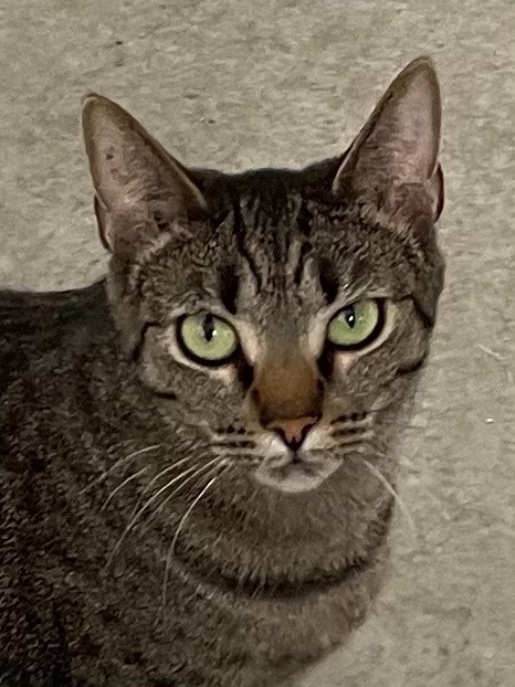 Uniqua, an adoptable Domestic Short Hair in Hartford City, IN, 47348 | Photo Image 2