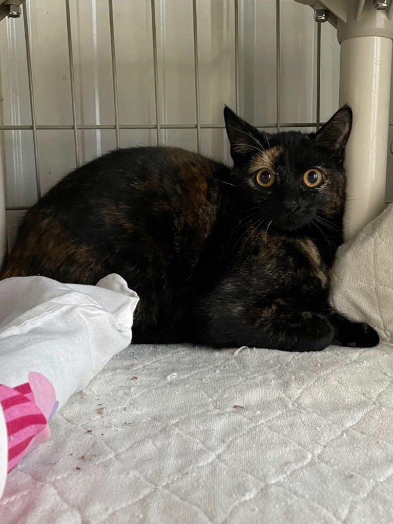 Patches, an adoptable Domestic Short Hair in Hartford City, IN, 47348 | Photo Image 2