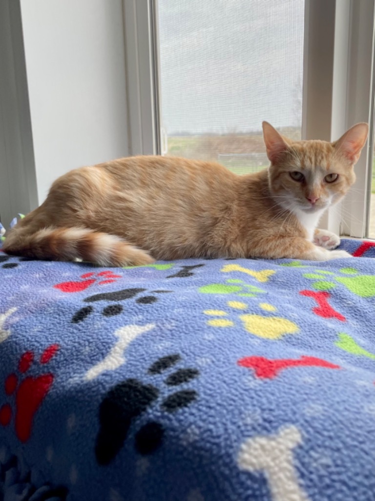 Rudy, an adoptable Domestic Short Hair in Hartford City, IN, 47348 | Photo Image 2