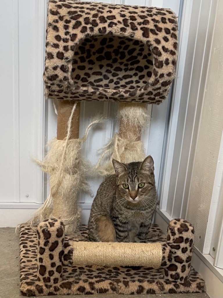 Sterling, an adoptable Domestic Short Hair in Hartford City, IN, 47348 | Photo Image 2