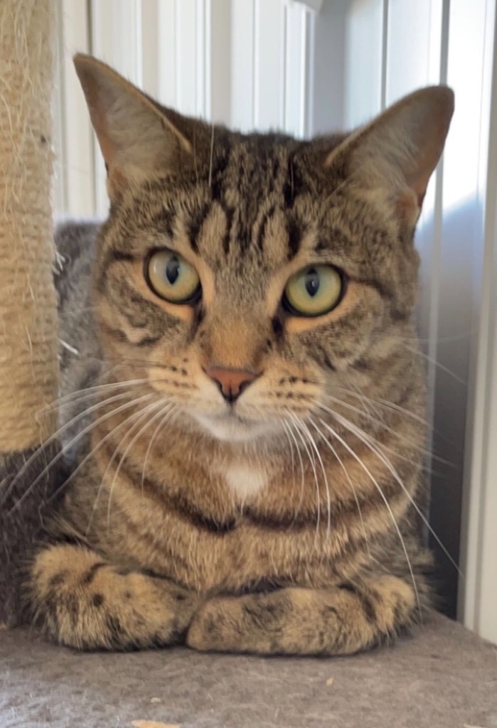 Boardwalk, an adoptable Domestic Short Hair in Hartford City, IN, 47348 | Photo Image 4
