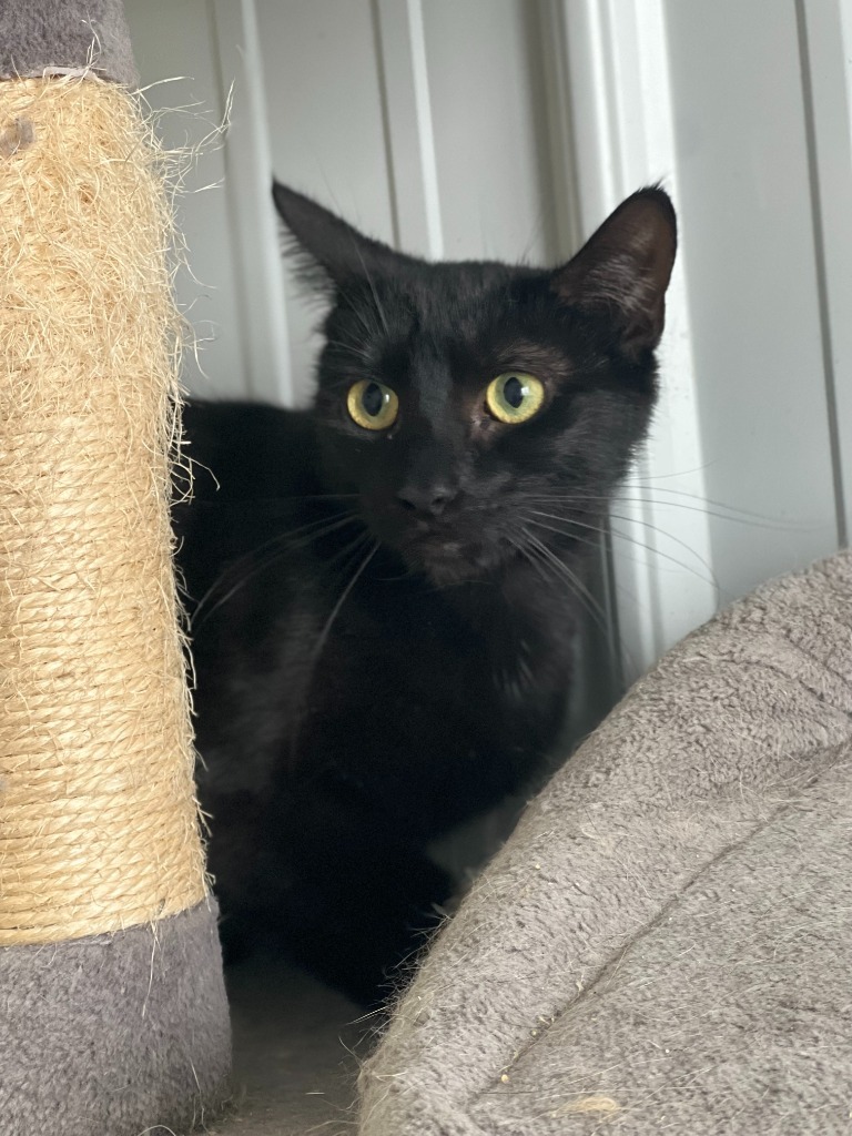 Tokyo, an adoptable Domestic Short Hair in Hartford City, IN, 47348 | Photo Image 4