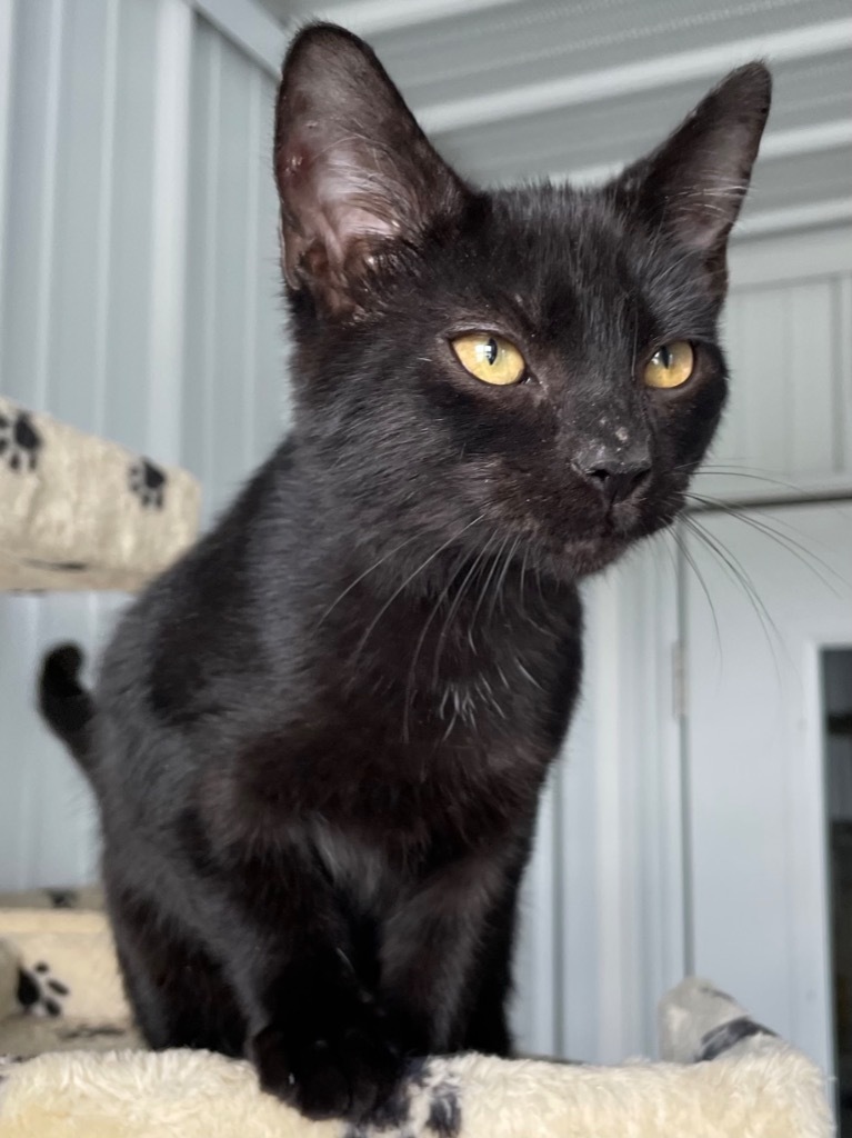 Professor, an adoptable Domestic Short Hair in Hartford City, IN, 47348 | Photo Image 3