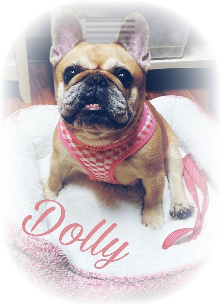 Dolly