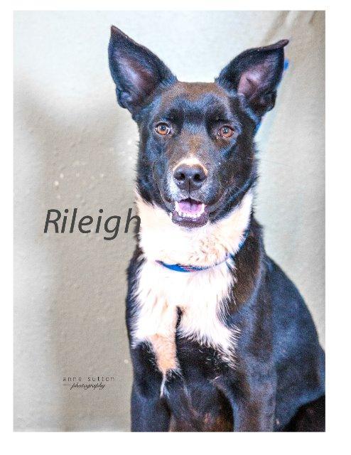 Rileigh, an adoptable Labrador Retriever in Hot Springs, SD, 57747 | Photo Image 1