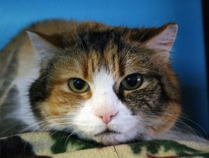 Betty, Senior Female Domestic Short Hair