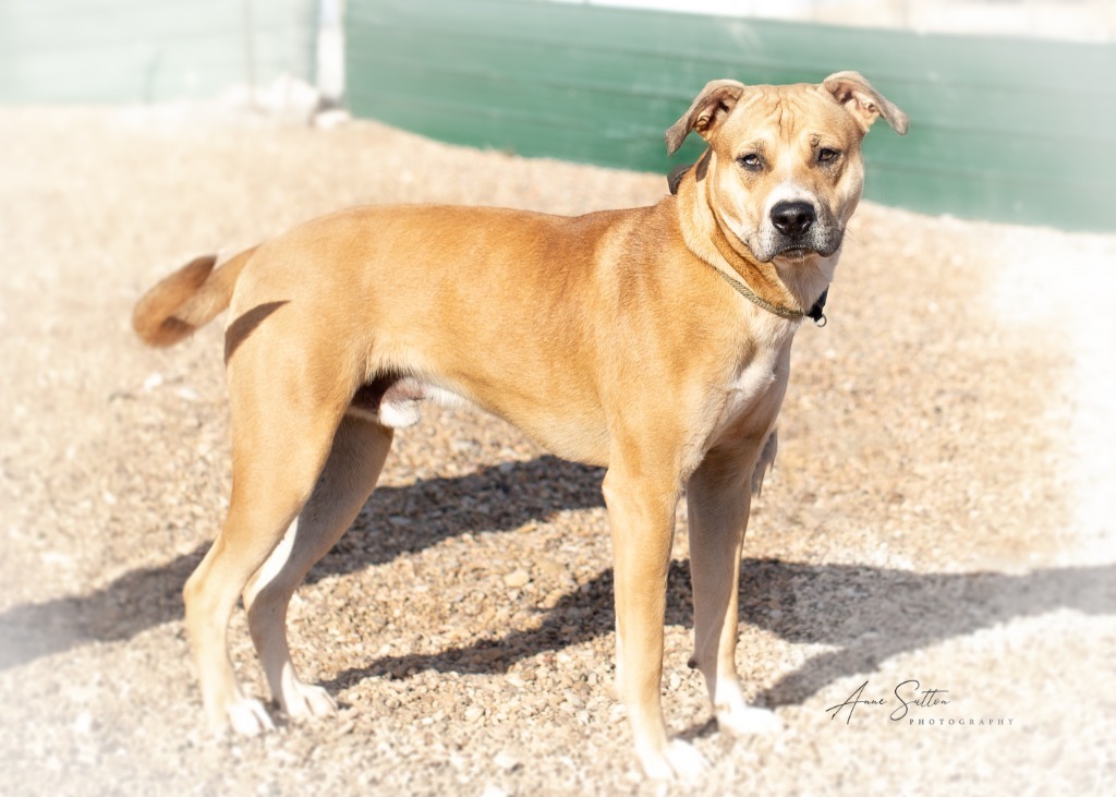 Luke, an adoptable Pit Bull Terrier in Hot Springs, SD, 57747 | Photo Image 1