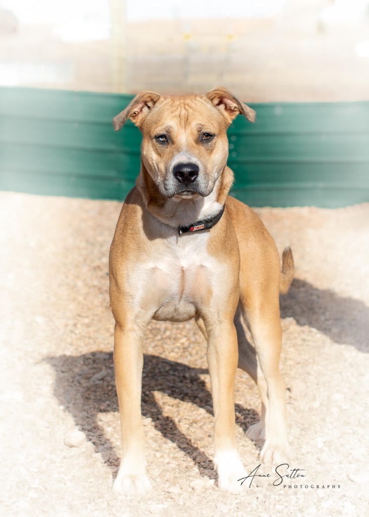 Luke, an adoptable Pit Bull Terrier in Hot Springs, SD, 57747 | Photo Image 2