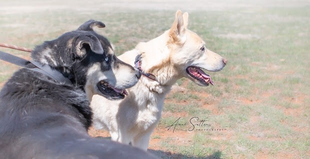 Damon, an adoptable Husky in Hot Springs, SD, 57747 | Photo Image 1