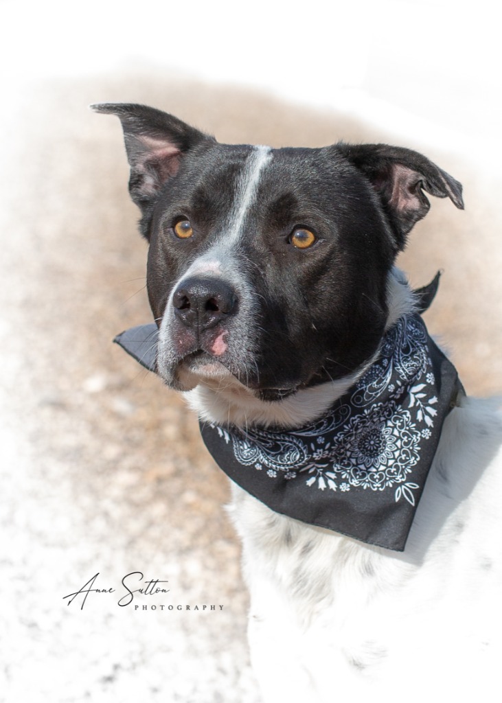 Moose, an adoptable Mixed Breed in Hot Springs, SD, 57747 | Photo Image 1