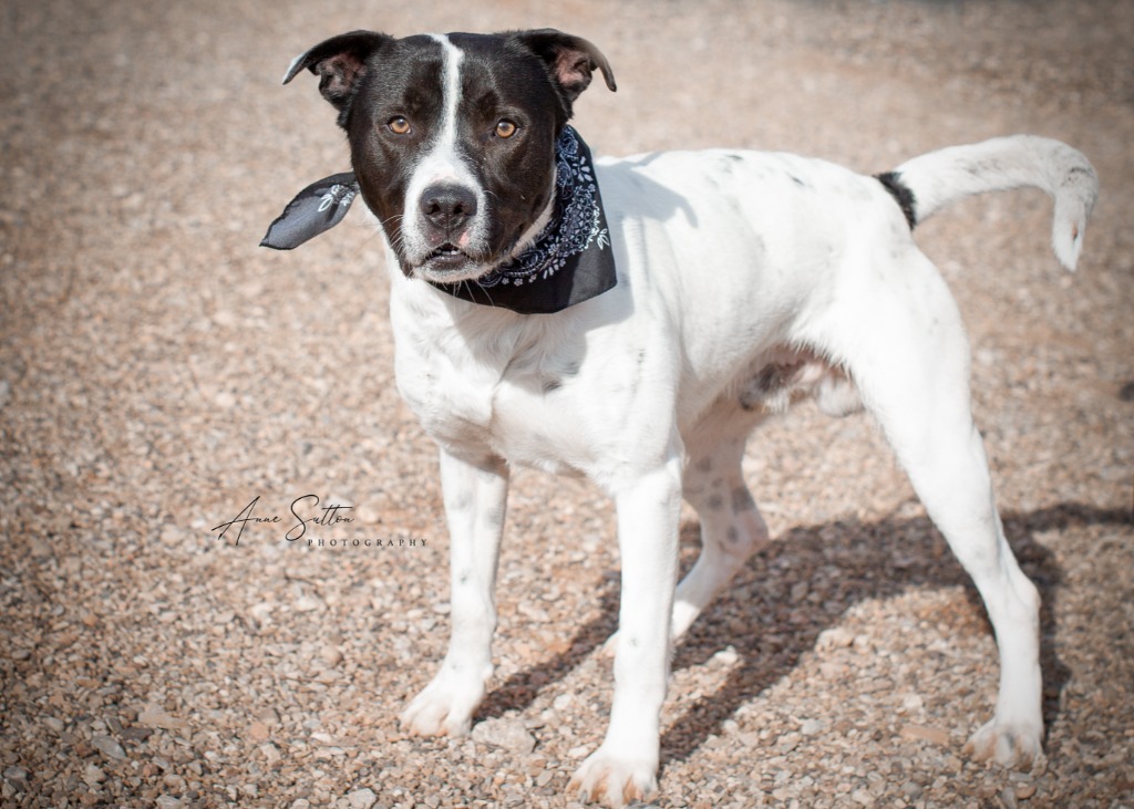 Moose, an adoptable Mixed Breed in Hot Springs, SD, 57747 | Photo Image 2