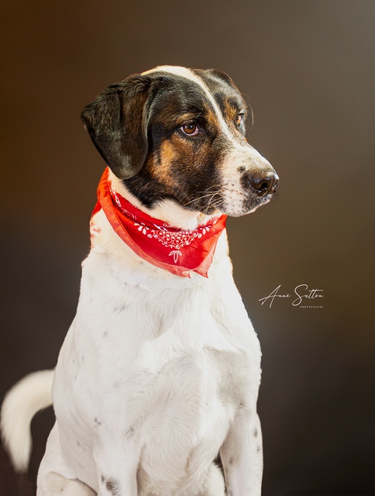 Odin, an adoptable Hound in Hot Springs, SD, 57747 | Photo Image 2