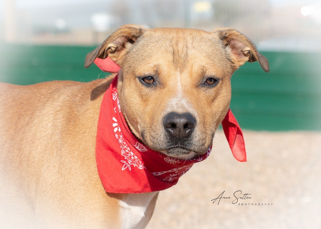 Daxter / Dax, an adoptable Pit Bull Terrier in Hot Springs, SD, 57747 | Photo Image 1