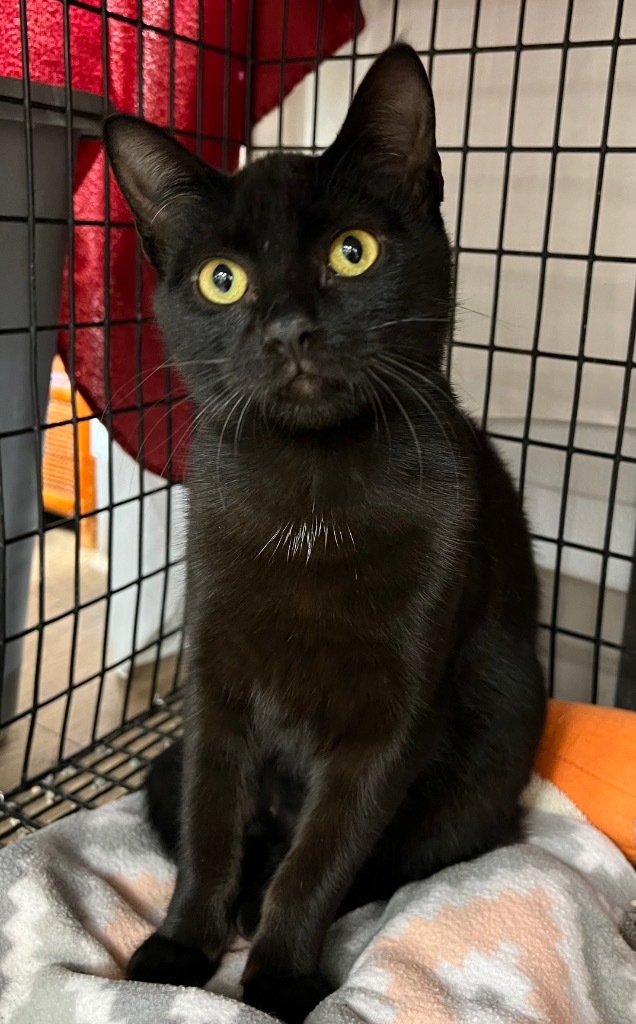 Tawny, an adoptable Domestic Short Hair in Corpus Christi, TX, 78414 | Photo Image 2