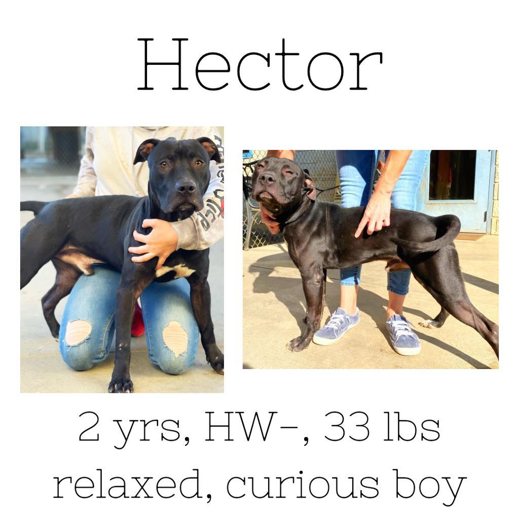 Hector