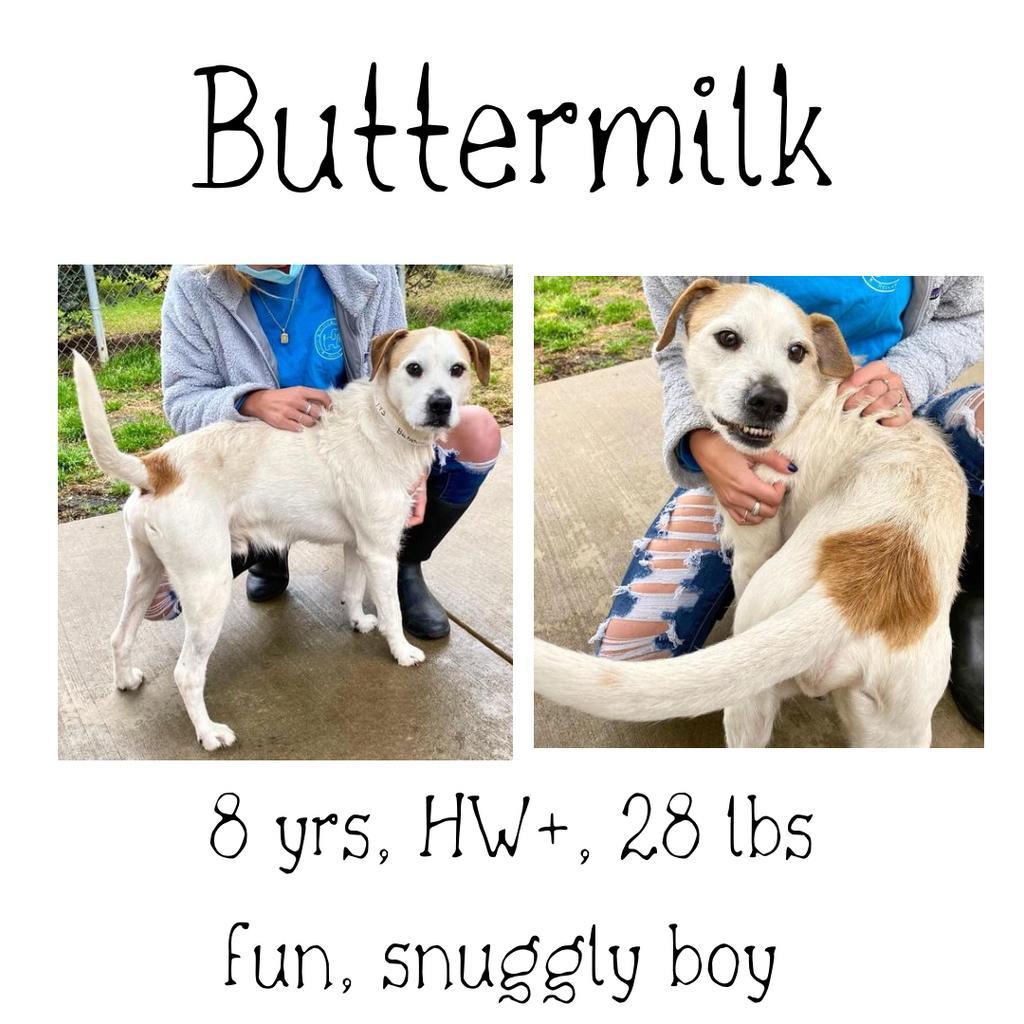 Buttermilk