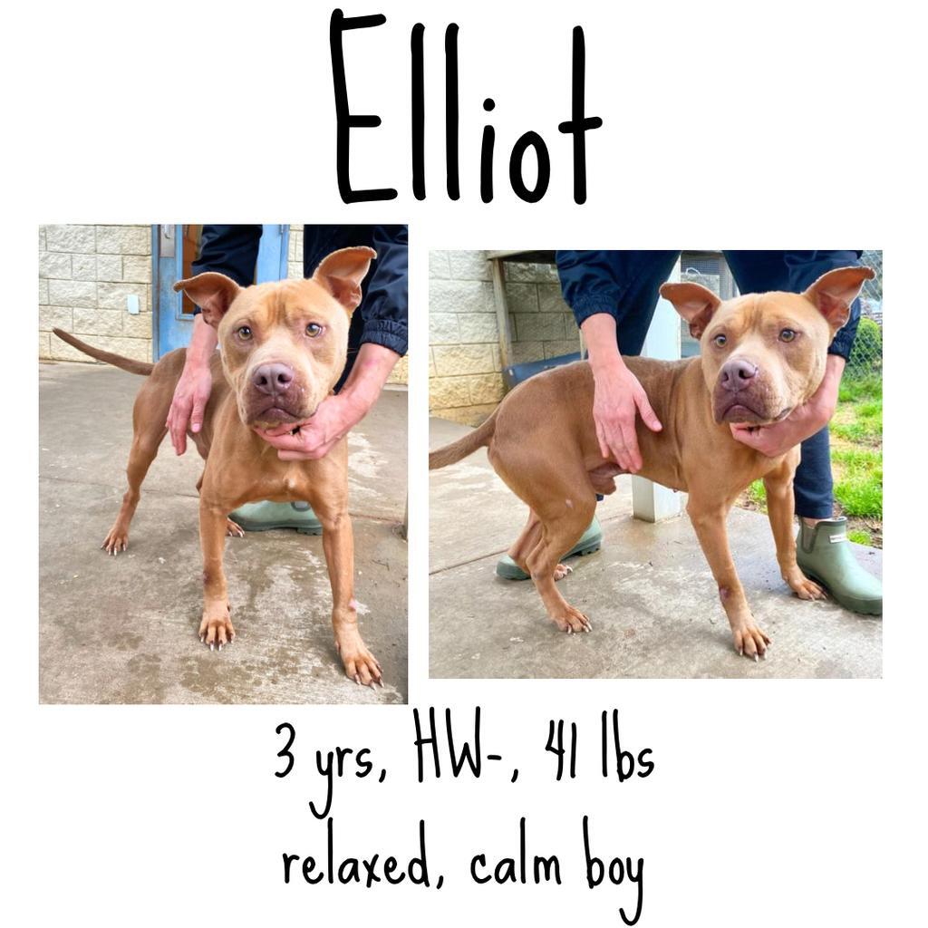 Elliot