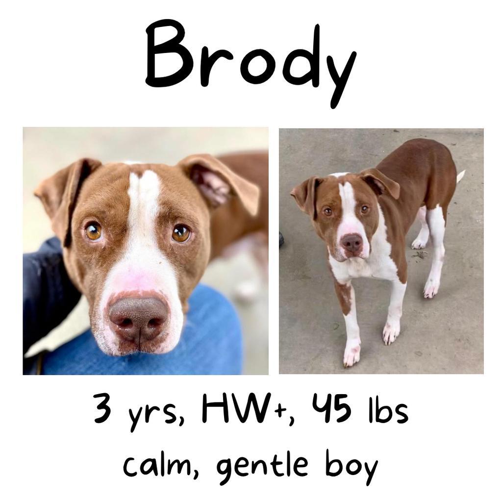 Brody