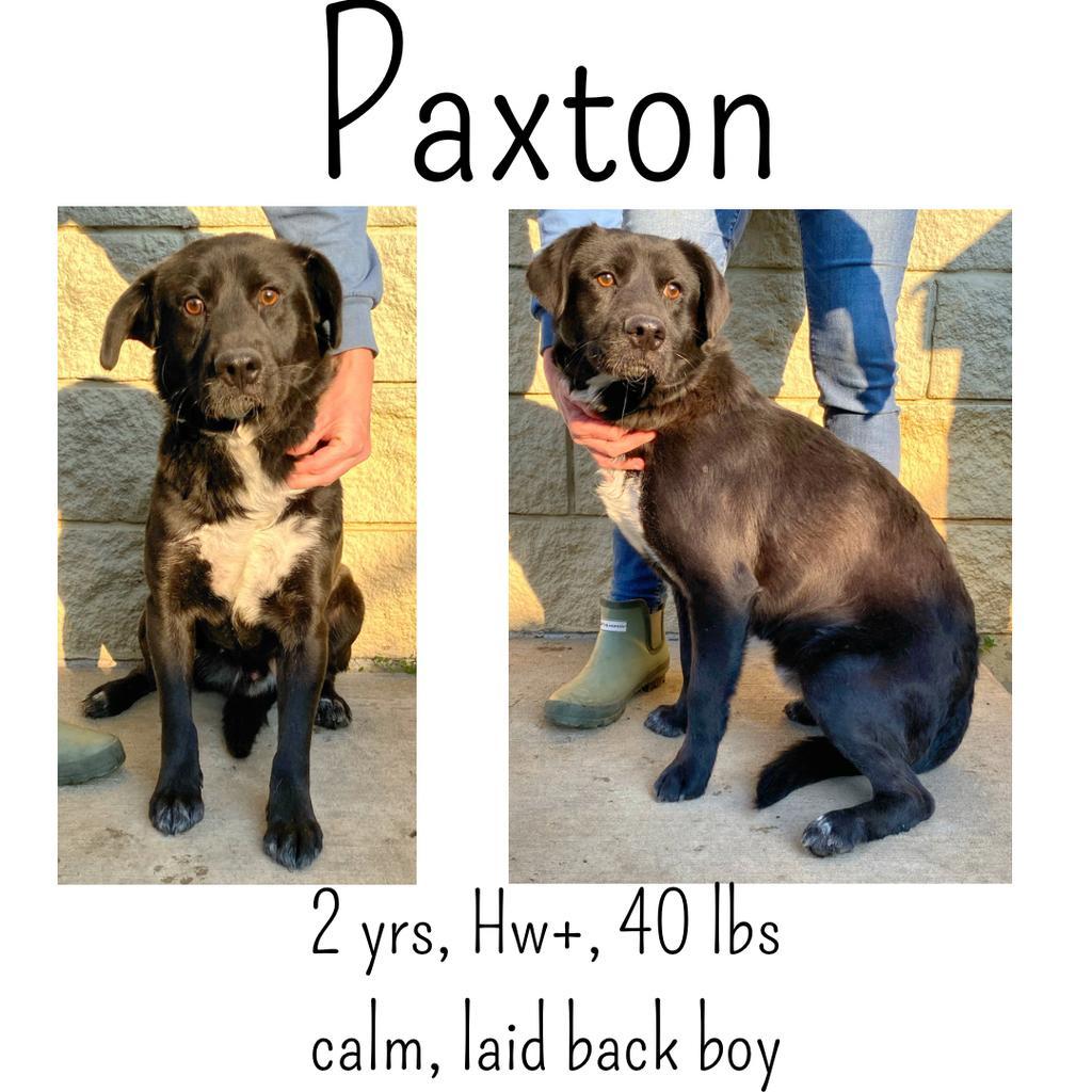 Paxton