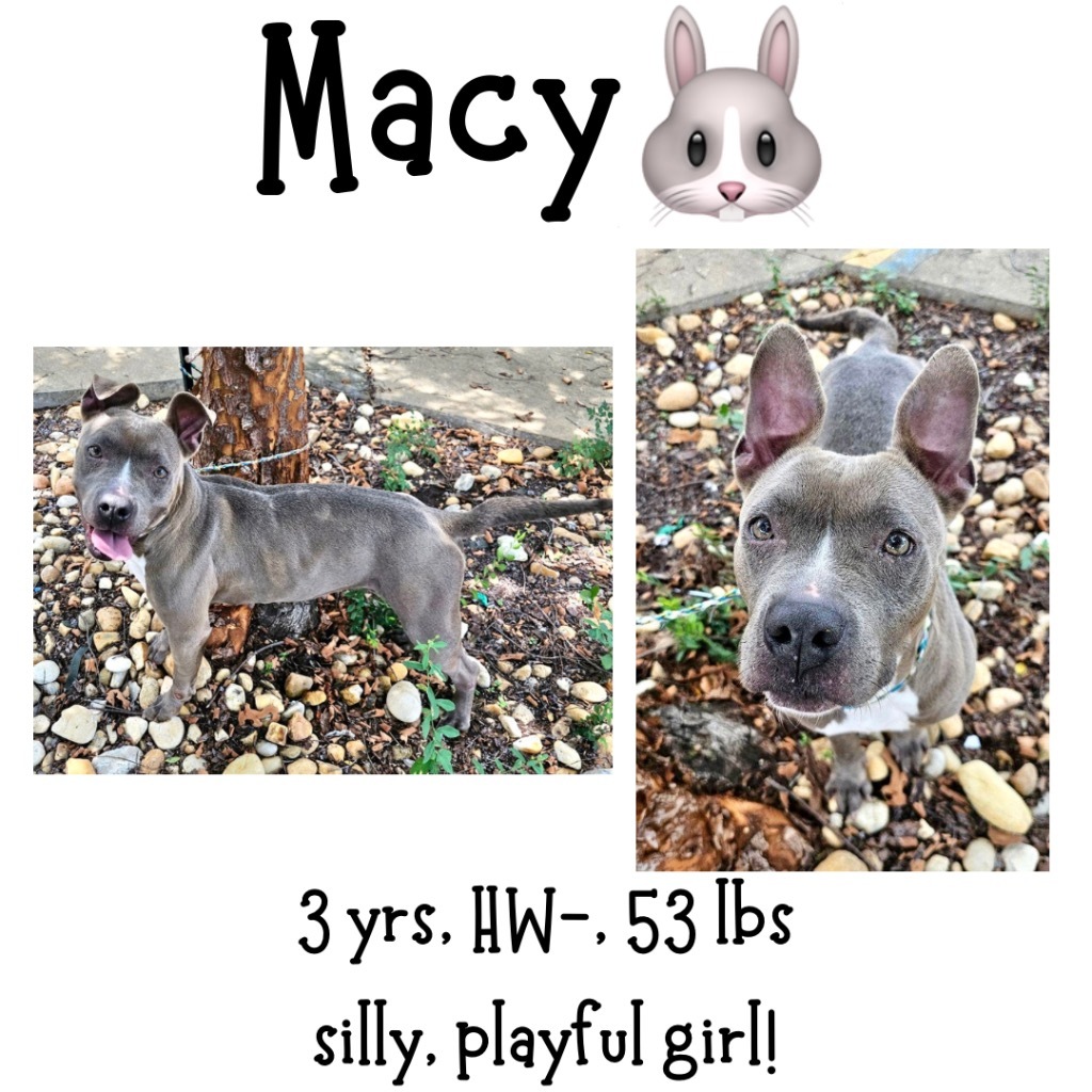 Macy, an adoptable Mixed Breed in Albany, GA, 31706 | Photo Image 1