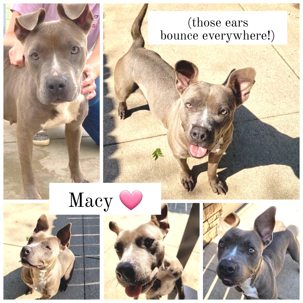 Macy, an adoptable Mixed Breed in Albany, GA, 31706 | Photo Image 3