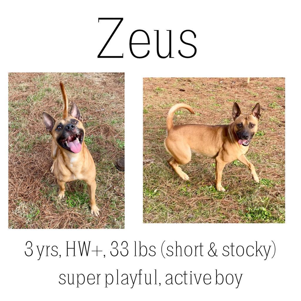 Zeus