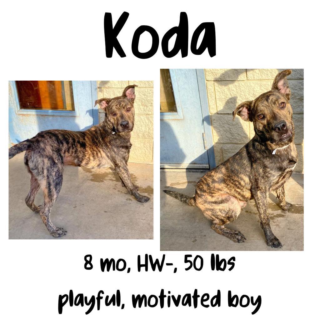 Koda