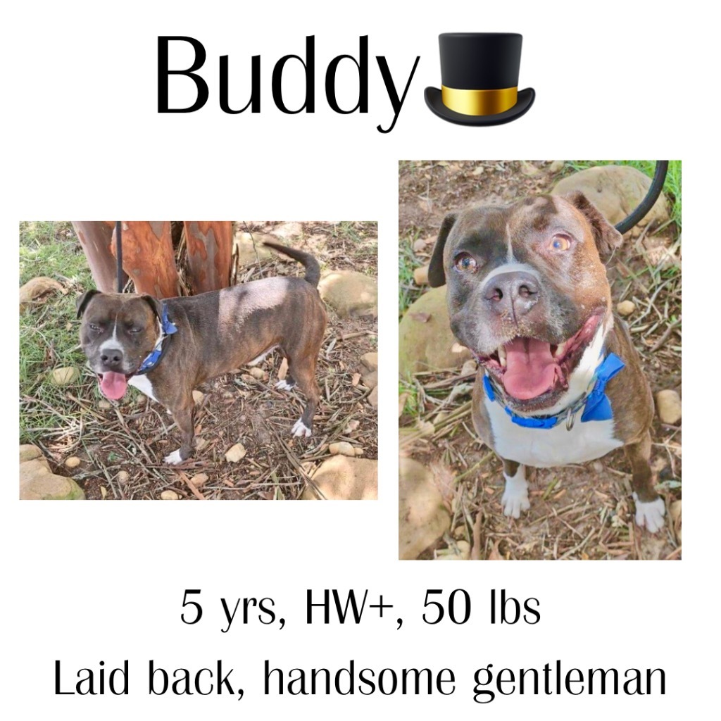 Buddy