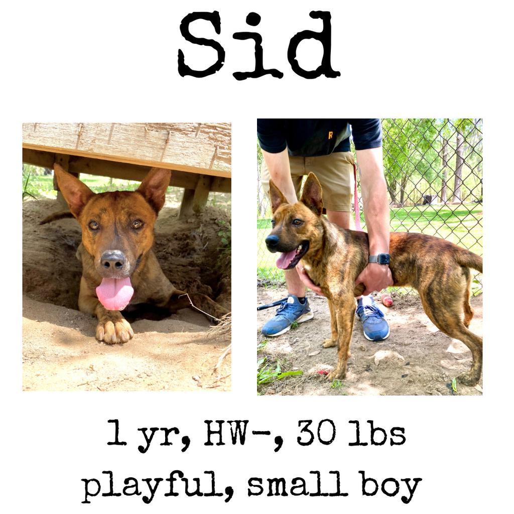 Sid